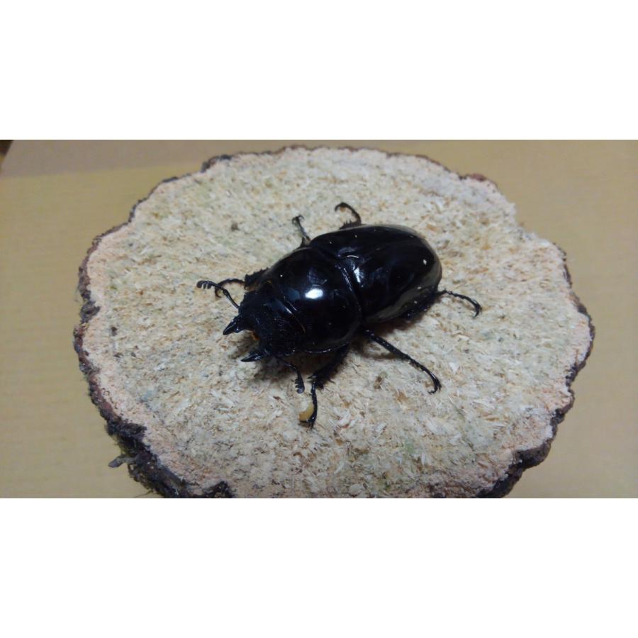 レギウスオオツヤクワガタ ♂62mm ♀ペア（ブリード） : Garage