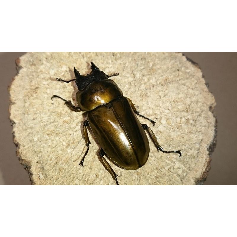 ローゼンベルグオウゴンオニクワガタ ♀単品（ブリード） : Garage疾風