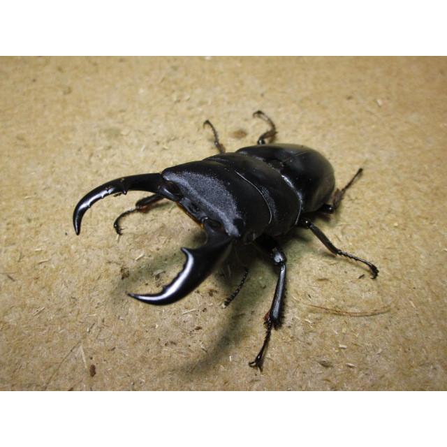 サキシマヒラタクワガタ ♂71mm ♀39mmペア（ブリード