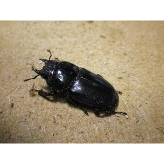 サキシマヒラタクワガタ ♂71mm ♀39mmペア（ブリード