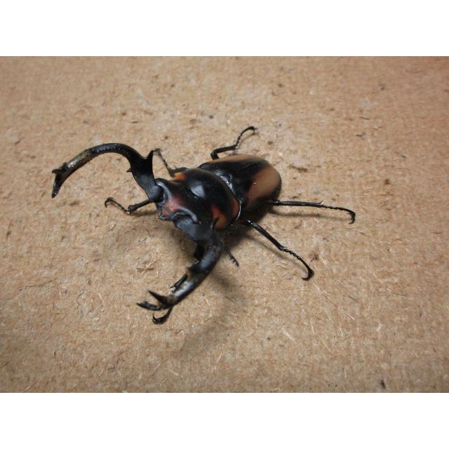 ド珍品！アウストラリスオオズクワガタ ♂34mm 野外品標本 ペア ☆3/24新着☆ブラジル便☆アウストラリスオオズクワガタ