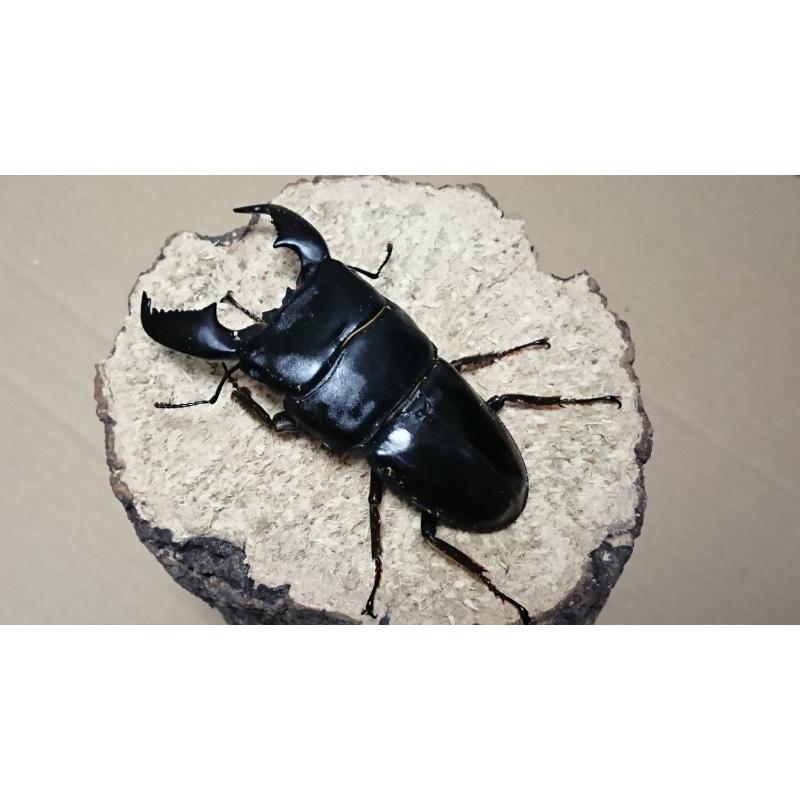 スマトラヒラタ WIDE血統 ♂83mm ♀49mmペア（ブリード 