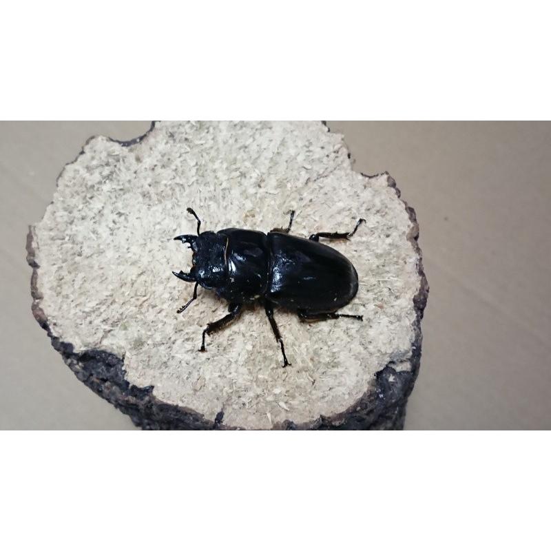 スマトラヒラタ WIDE血統 ♂83mm ♀49mmペア（ブリード 