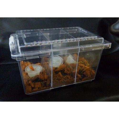 トリオロックケース（仕切板1枚付属） 飼育ケース : Garage疾風