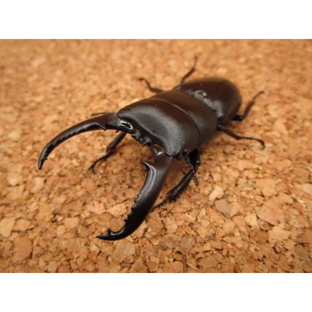 ツシマヒラタクワガタ ♂64mm ♀32mm ペア : Garage疾風 - 通販
