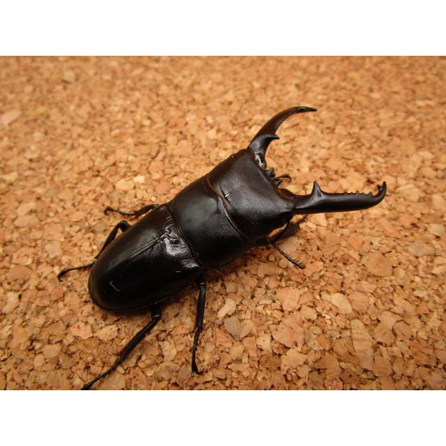 ツシマヒラタクワガタ ♂64mm ♀32mm ペア : Garage疾風 - 通販