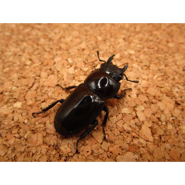 ヒラタクワガタ ツシマヒラタクワガタ ♂64mm ♀32mm ペア : Garage疾風 - 通販