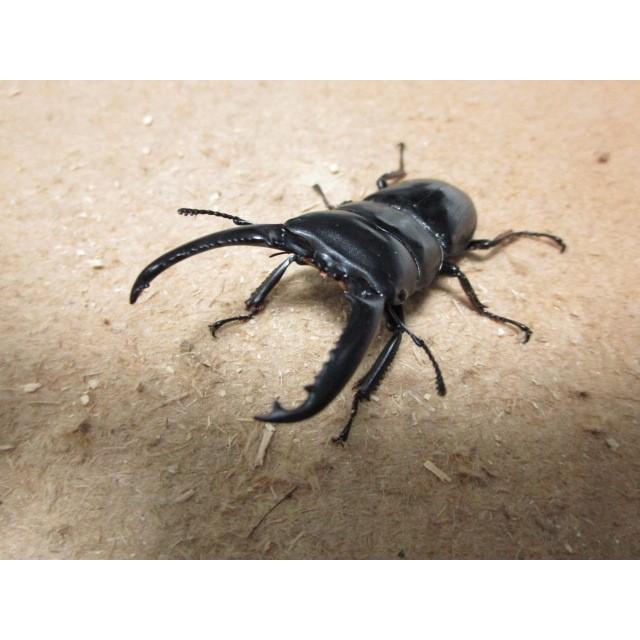 ツシマヒラタクワガタ ♂64mm ♀フリーmmペア（ブリード