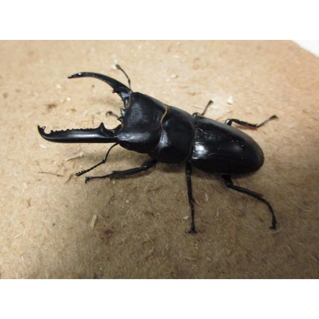 ツシマヒラタクワガタ ♂64mm ♀フリーmmペア（ブリード