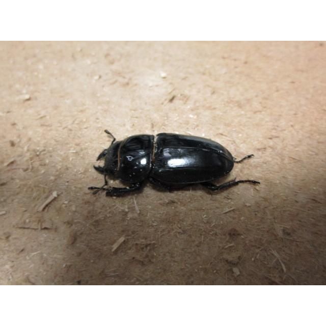 ツシマヒラタクワガタ ♂64mm ♀フリーmmペア（ブリード