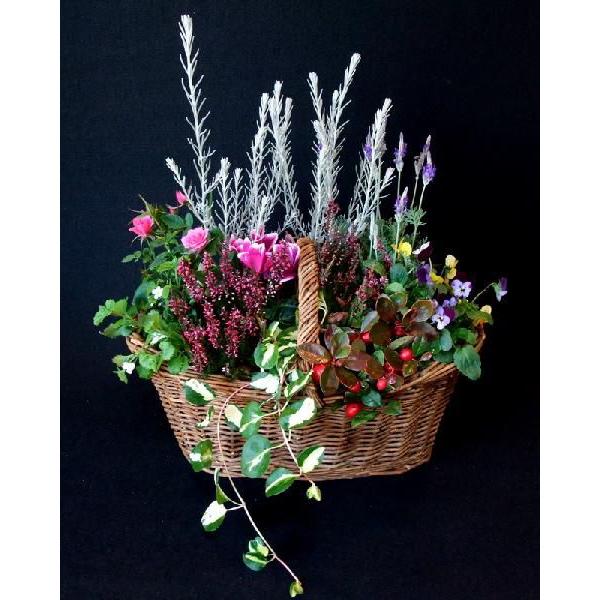 数量限定 初夏の花 夏の寄植え 夏の寄せ植え 季節の かご バスケット