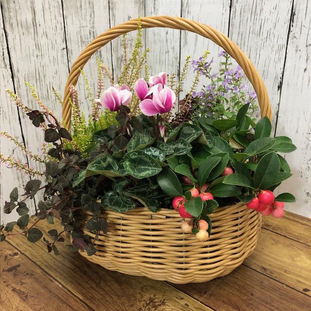 送料込み 数量限定 春の寄せ植え 春の寄植え 季節の かご バスケット
