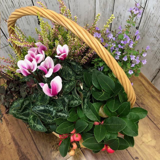 送料込み 数量限定 冬の花 冬〜春の寄せ植え 冬の寄せ植え 寄植え 季節