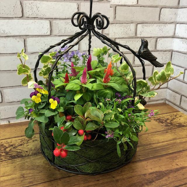 数量限定 大人気 おまかせ 寄せ植え よせうえ 初夏の寄せ植え 数量限定 大人気 おまかせ 寄せ植え よせうえ 初夏の寄せ植え