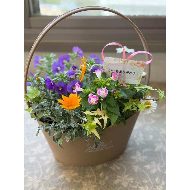 寄せ植え 初夏の寄せ植え 初夏の花 ギフト 送料込 でこの価格 手付き