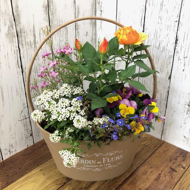 寄せ植え 冬の寄せ植え 冬の花 冬〜春の花 ギフト 送料込 でこの価格