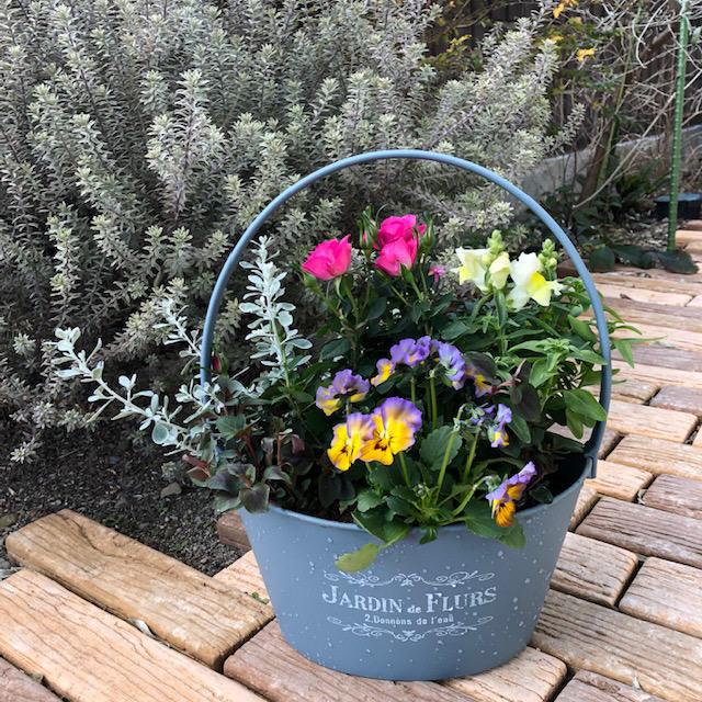 寄せ植え 春の寄せ植え 春の花 ギフト 送料込 でこの価格 手付き