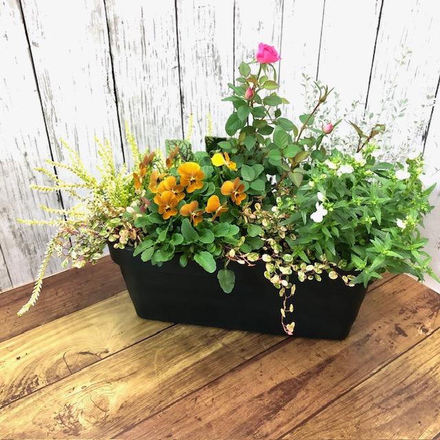 数量限定 寄せ植え よせうえ 冬〜春の寄植え 春の花 ギフト 送料込 で