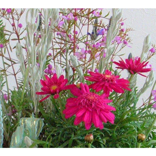 中古 春の寄植え 春の花 アンティーク風コンテナ の 寄せ植え お誕生日 ギフト Aynaelda Com