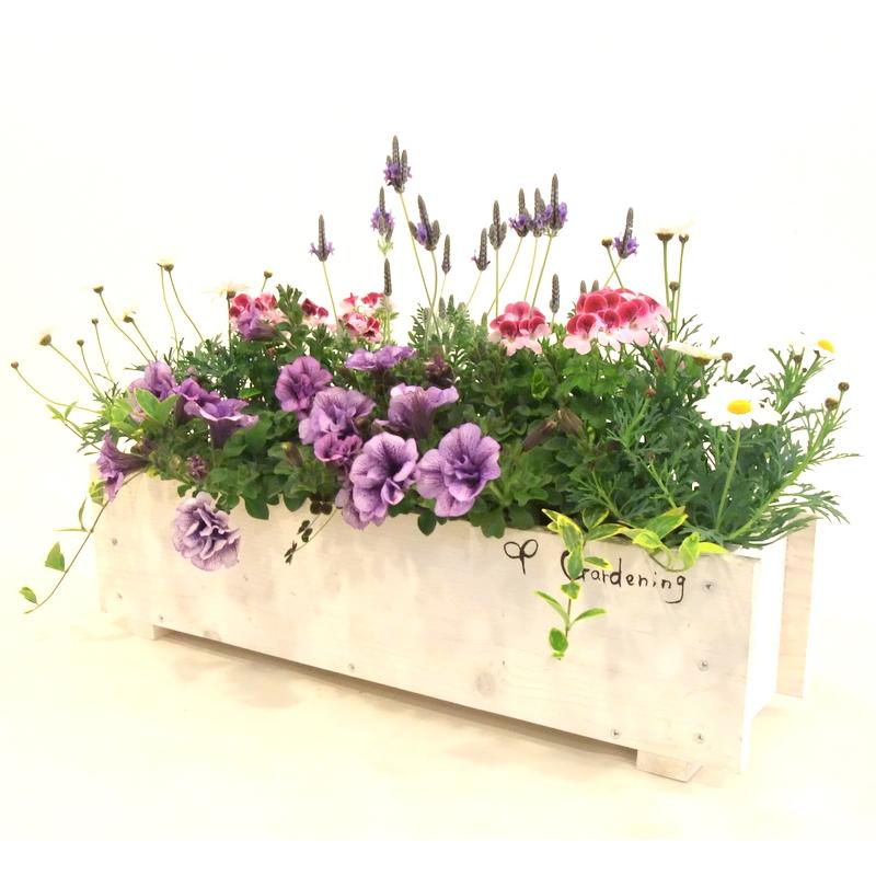 寄せ植え 春の寄せ植え 春の寄植え 春〜初夏の花 プレゼント 花ギフト