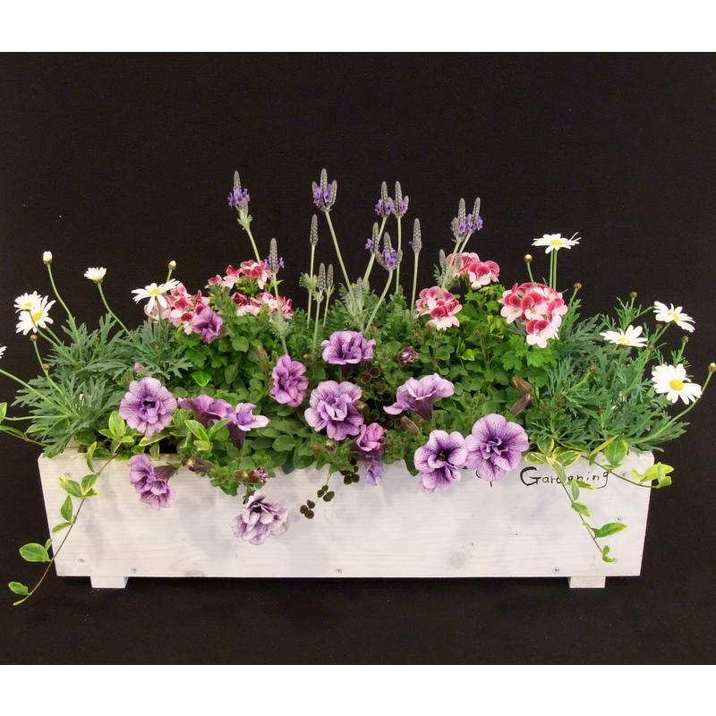 寄せ植え 春の寄せ植え 春の寄植え 春〜初夏の花 プレゼント 花ギフト