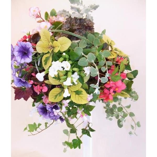夏の寄せ植え 夏の花 夏の寄せ植え 秋の寄植え ハンギングバスケット ペチュニア ベゴニア 寄せ植え ギフト どこから見てもキレイ ゴージャス ハンギング Hbs 001a ガーデンエルフ Yahoo 店 通販 Yahoo ショッピング