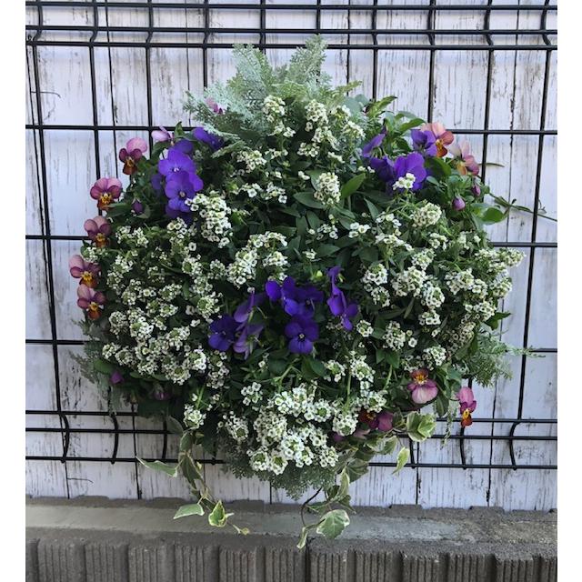 寄せ植え　 アリッサム　リース仕立て アジュガ 　ハンギングリース rn-