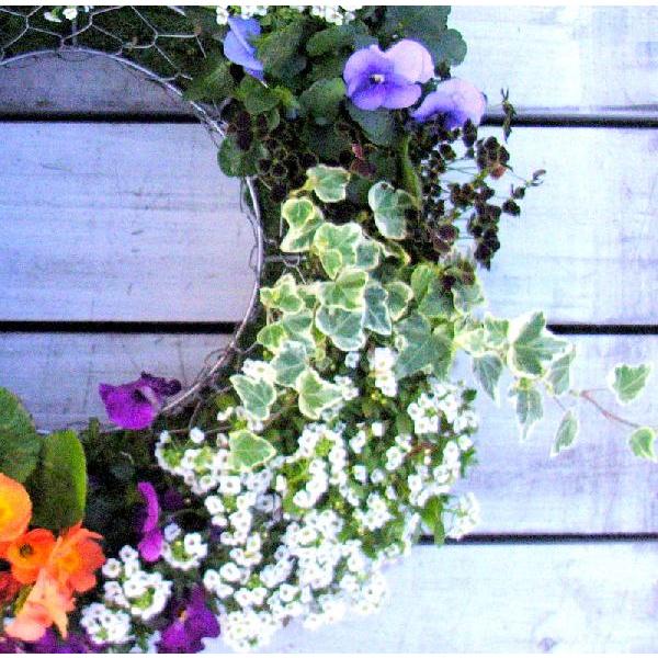 初夏の寄せ植え ワイヤーリース 誕生日プレゼント 初夏の花 夏の花