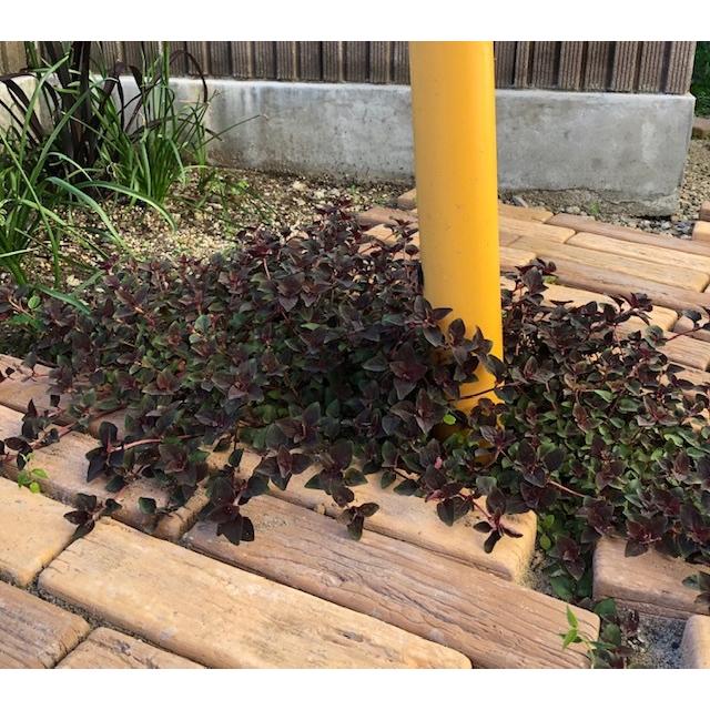 リシマキア ペルシャンチョコレート 1ケース 贈答 24入 雑草防止 グランドカバー リシマキアペルシャンチョコレート