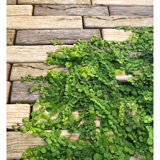 リシマキア ヌンムラリアオーレア 3号 3 5号 1ケース 24入 入 リシマキアヌンムラリアオーレア グランドカバー 雑草防止 Nae 3 ガーデンエルフ Yahoo 店 通販 Yahoo ショッピング