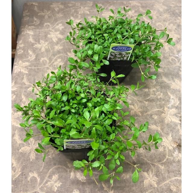 ヒメイワダレソウ リッピアカネンケンス リッピア 24入 20入 28入