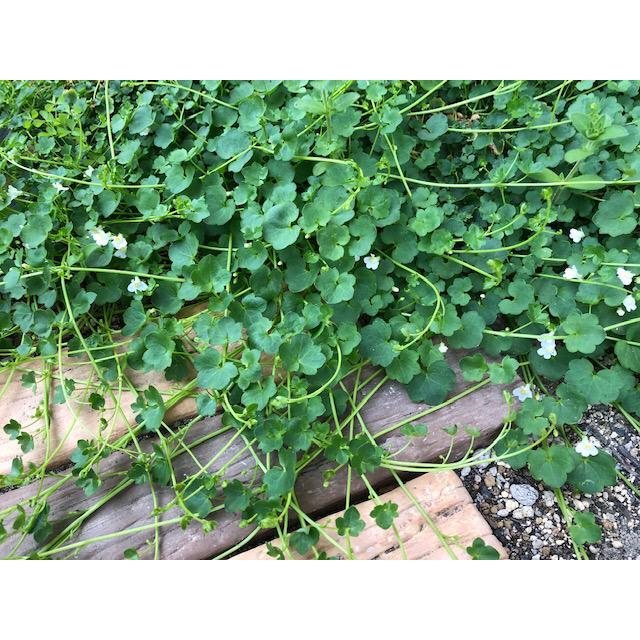 シンバラリア ムラリス 白 24入 グランドカバー 雑草防止 良苗 Nae 9 ガーデンエルフ Yahoo 店 通販 Yahoo ショッピング