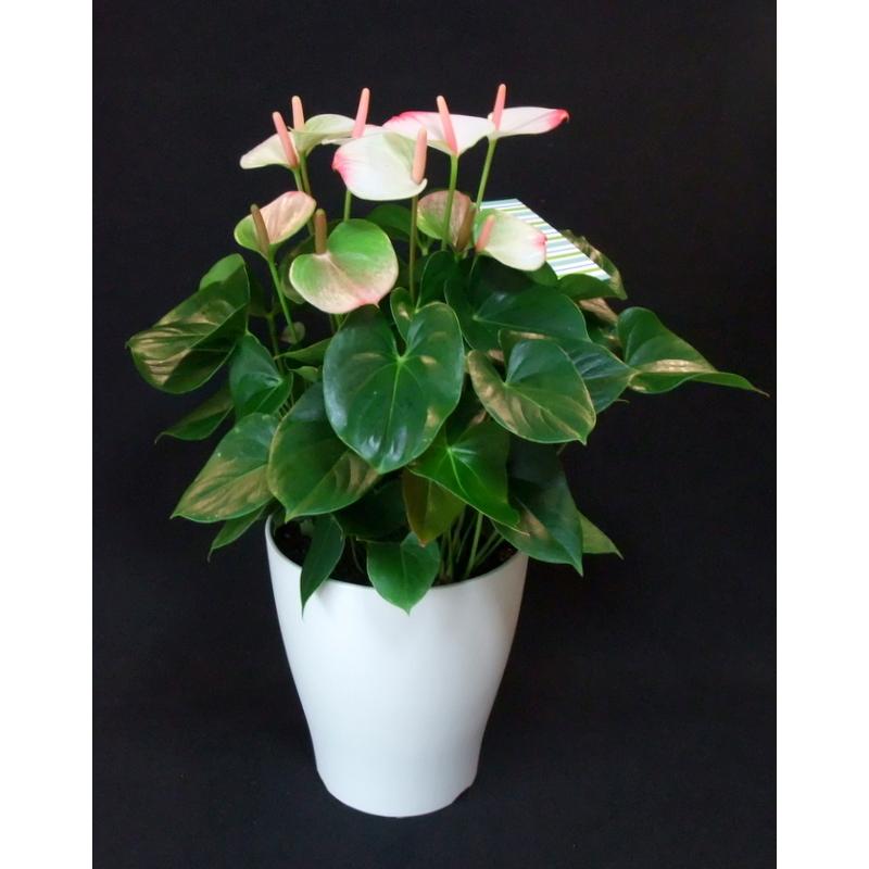 アンスリウム 8号 観葉植物 インテリアプランツ お手入れ簡単 ギフトお洒落 Pf 3 ガーデンエルフ Yahoo 店 通販 Yahoo ショッピング