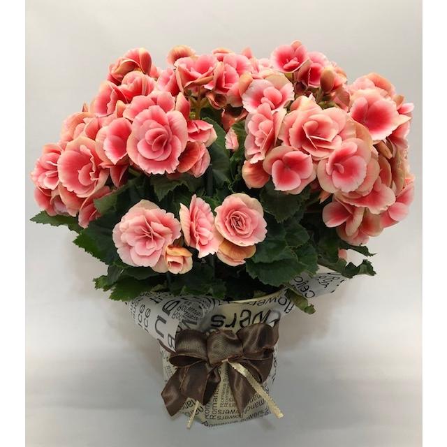 送料無料 在庫わずか エラチオールベゴニア ボリアス 希少品種 リーガスベゴニア 5号 ギフト 鉢花ギフト 鉢花 お祝い お祝 ラッピング付き Pf 6 ガーデンエルフ Yahoo 店 通販 Yahoo ショッピング