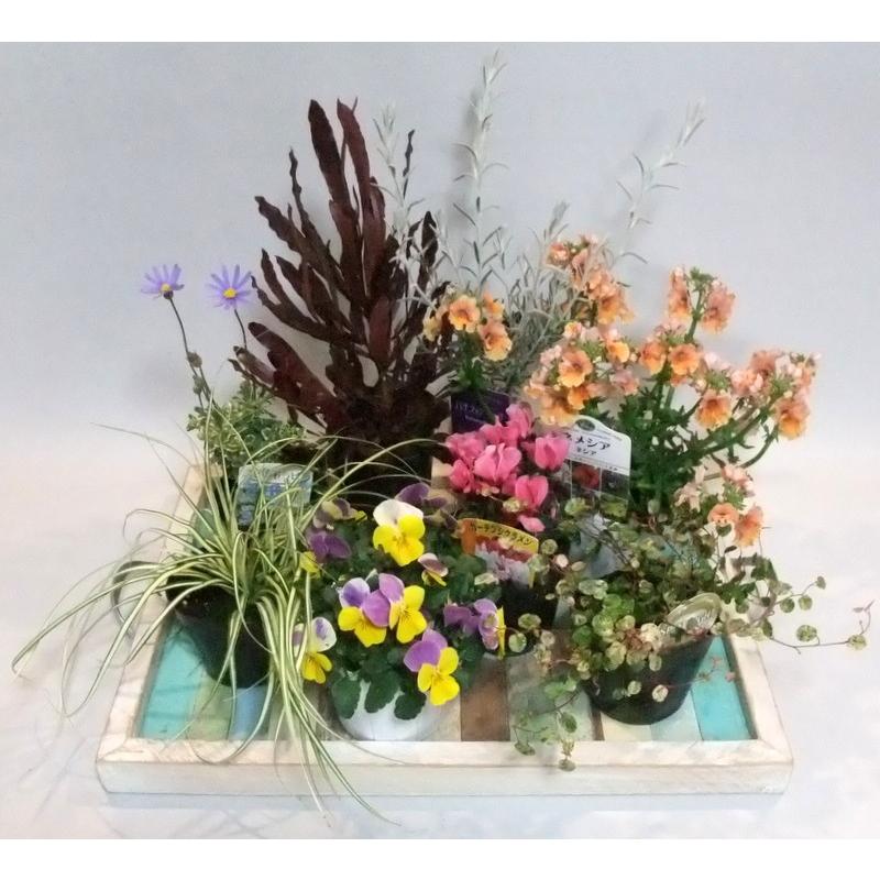 花苗 秋の花 冬の花 寄せ植え あなたも プロの作品 が作れます 送料込 寄せ植え苗セット 季節 カンタン苗セット Pset 1 ガーデンエルフ Yahoo 店 通販 Yahoo ショッピング