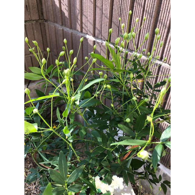 モッコウバラ 八重 白 つるバラ トゲなし 数量限定 あんどん仕立て