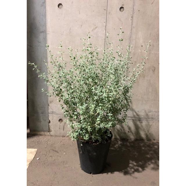 買い誠実 ホワイトソルトブッシュ ラゴディアハスタータ 7号 常緑低木 低木 庭木 丈夫 手入れ楽