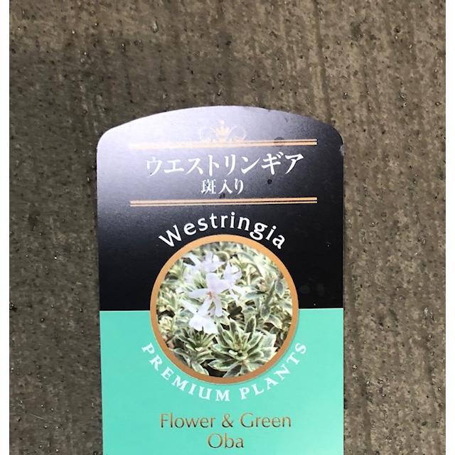 ウエストリンギア 斑入り ウエストリンギアスモーキーホワイト