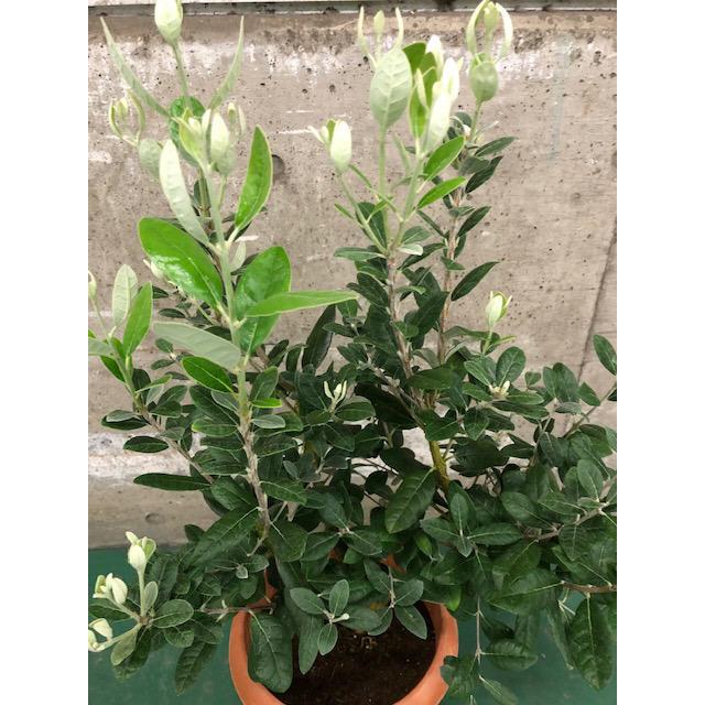 フェイジョア アポロ 8号 : ガーデンエルフ Yahoo!店 - 通販 - Yahoo