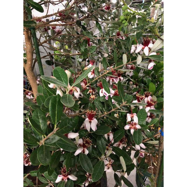 フェイジョア アポロ 8号 : ガーデンエルフ Yahoo!店 - 通販 - Yahoo