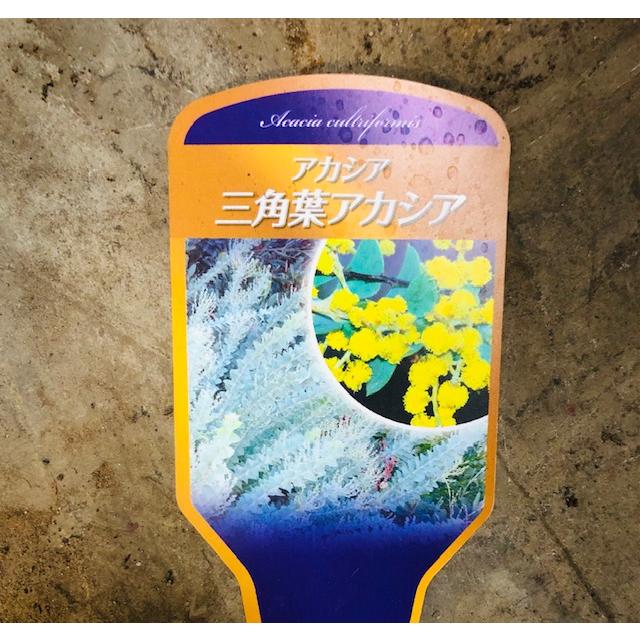 三角葉アカシア 7号 : ガーデンエルフ Yahoo!店 - 通販 - Yahoo