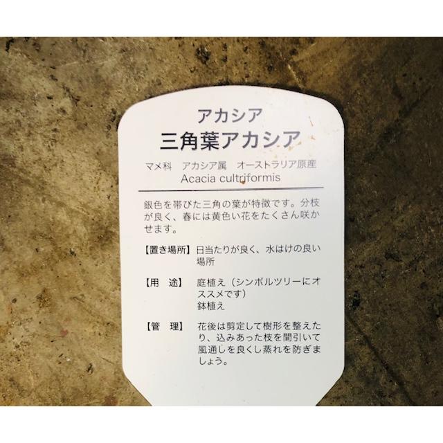三角葉アカシア 7号 : ガーデンエルフ Yahoo!店 - 通販 - Yahoo