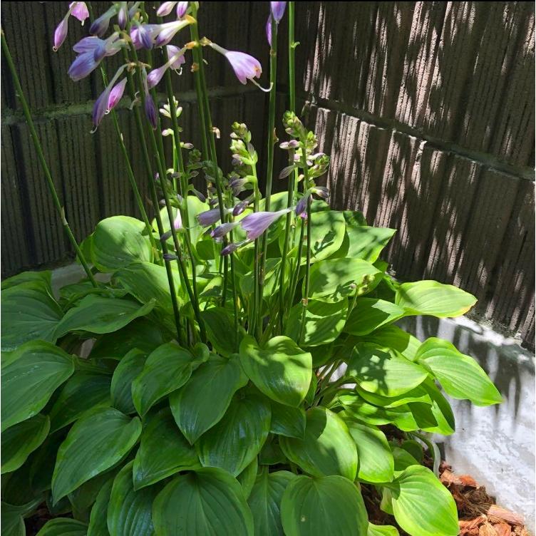 ギボウシ ホスタ 黄斑 数量限定 大人気品種 大株 8号 人気品種