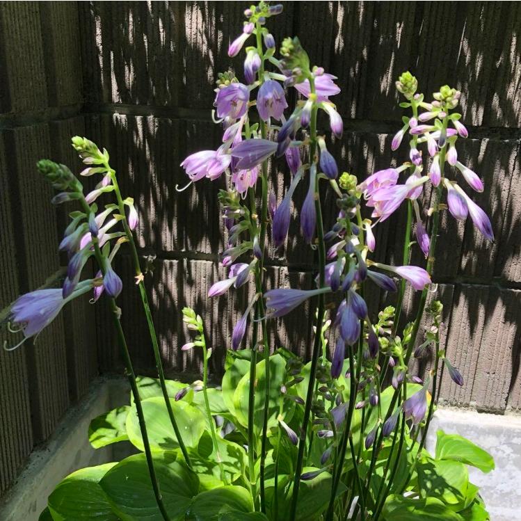 miiページ ホスタ 楽天市場】ギボウシ（ホスタ）'シルバー