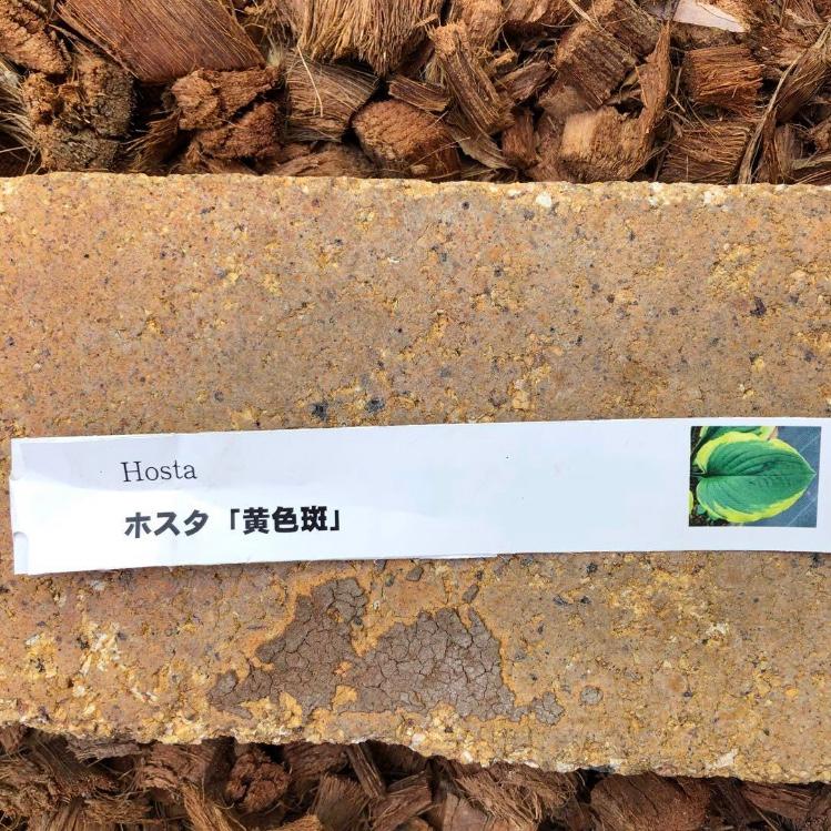 ギボウシ ホスタ 黄斑 数量限定 大人気品種 大株 7号 人気品種