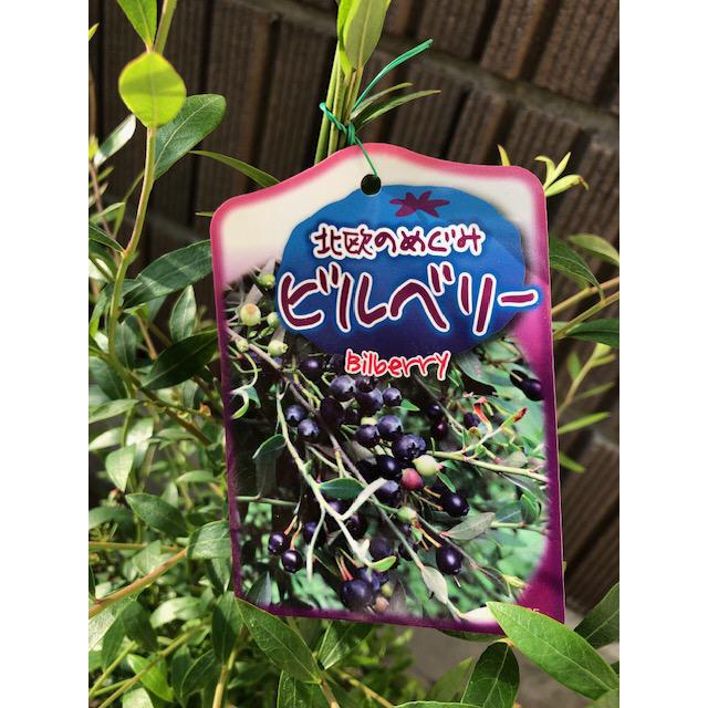 ビルベリー 6号 果樹 ワイルドブルーベリー : ガーデンエルフ Yahoo!店