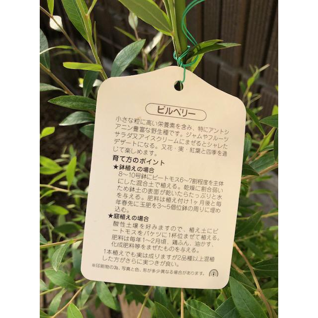 ビルベリー 6号 果樹 ワイルドブルーベリー : ガーデンエルフ Yahoo!店