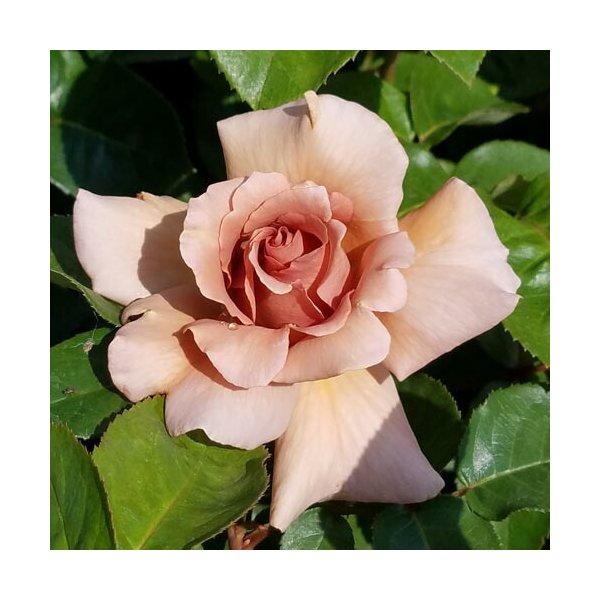 バラ苗　２年大株苗　ジュリア　大輪　４号鉢｜garden-life-sai