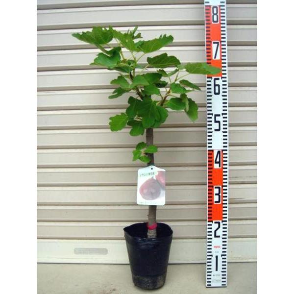 ドーフィン 苗 イチジク 果樹苗木 無花果 いちじく 苗木 植木