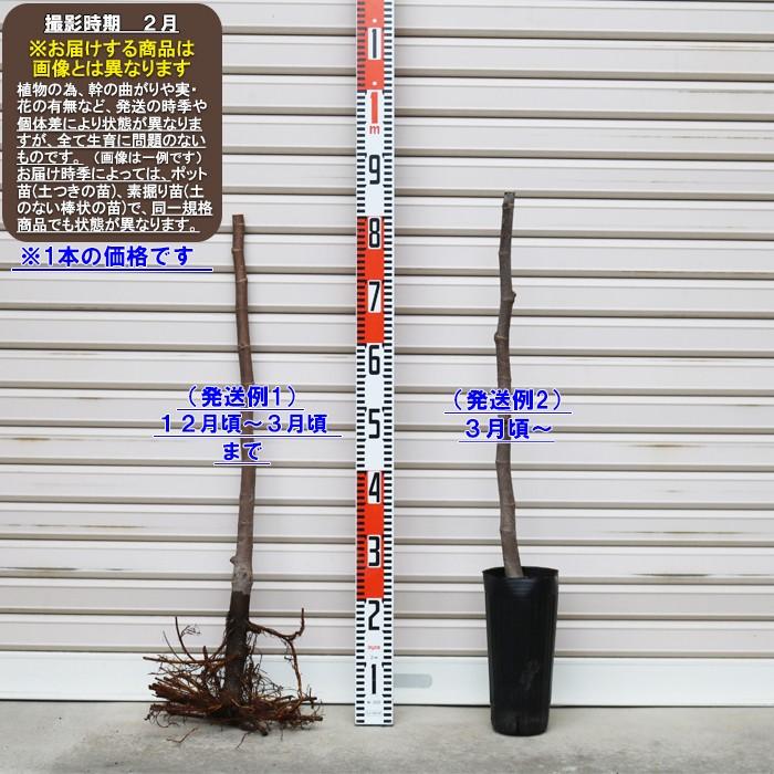 ロングドゥート】 1年生苗 イチジク ※納期指定：発送予定2027年1